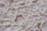 Capped Honeycomb by Iris Holzer Richardson thumbnail