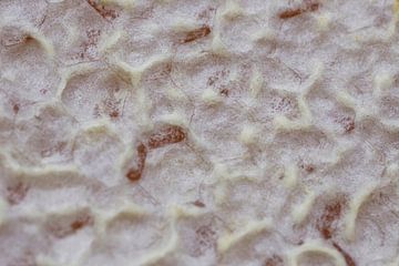 Capped Honeycomb by Iris Holzer Richardson