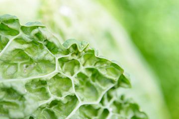 Blad van een savooiekool of groene kool van Evelien IJpelaar