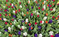 Different flowers tulips and hyacinths in flower field