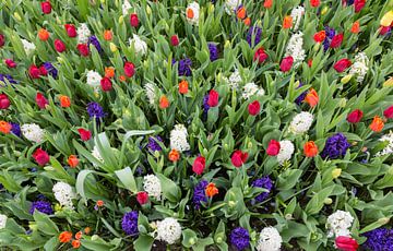 Different flowers tulips and hyacinths in flower field by Ben Schonewille