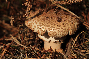 Paddenstoel in het bos