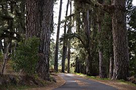 Avenue of the Giants, a road in the heart of the pine forest on La Palma by Fotos by Jan Wehnert