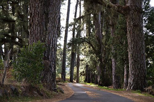 Laan van de Reuzen, een weg in het hart van het dennenbos op La Palma