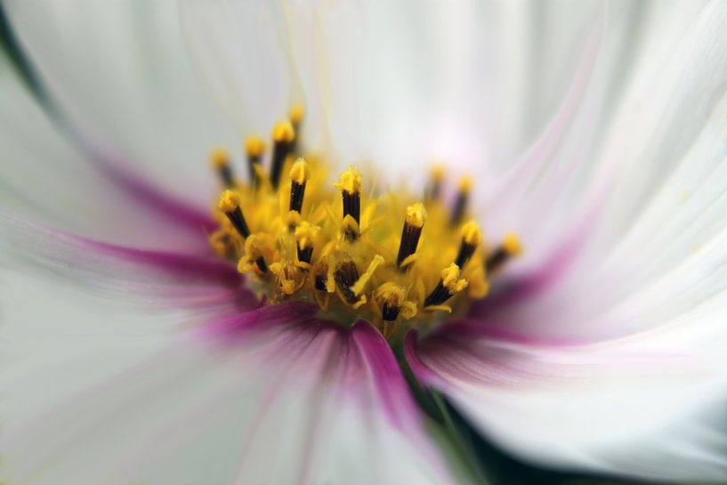 Blütentraum by Katarina Niksic