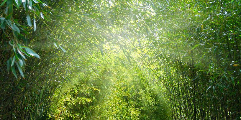 soleil dans l'idyllique forêt de bambous par Dörte Bannasch