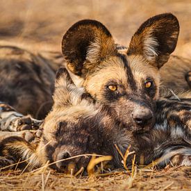 Portrait of an African wild dog by Chris Stenger