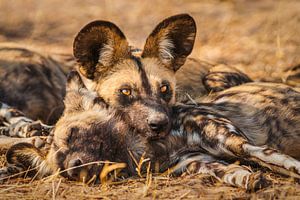 Porträt eines Afrikanischen Wildhundes von Chris Stenger