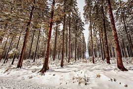 Botrange by Rob Boon