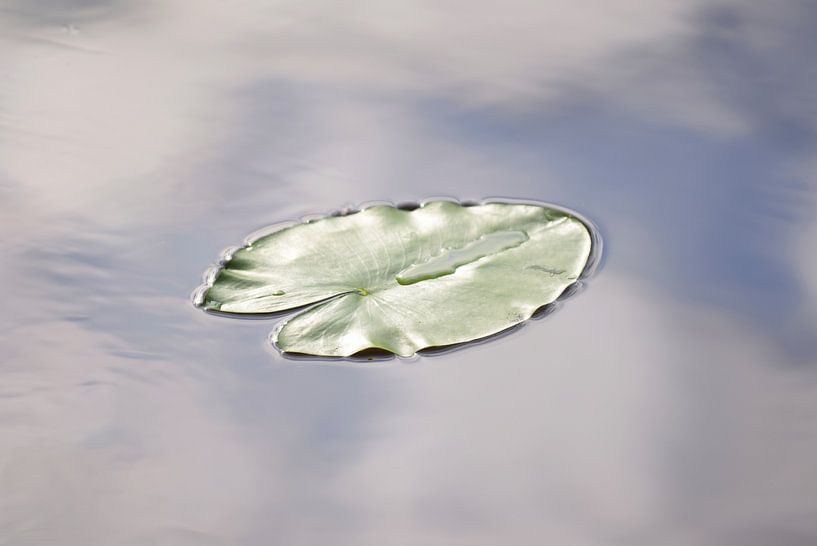 Leaf floats on the water by Nicolette Vermeulen