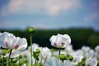 Bloemen veld, Papaver somneferum maanzaad bloem.