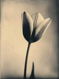 Tulpe im sanften Licht Nr. 4 von Studio Silver & Sepia