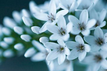 witte bloem, Macro van Carolina D'Andrea
