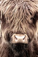 Schottischer Highlander, Nahaufnahme