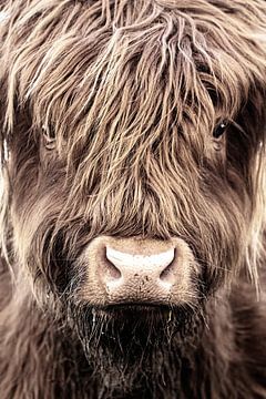 schotse hooglander, close -up van M. B. fotografie
