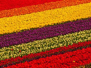 tulpen veld