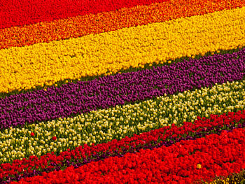 tulip field