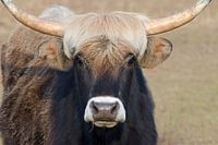 Bos domesticus Rind