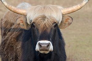 Bos domesticus Rind