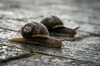 Slakken Race