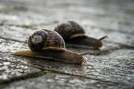 Slakken Race by Wouter Hollanders