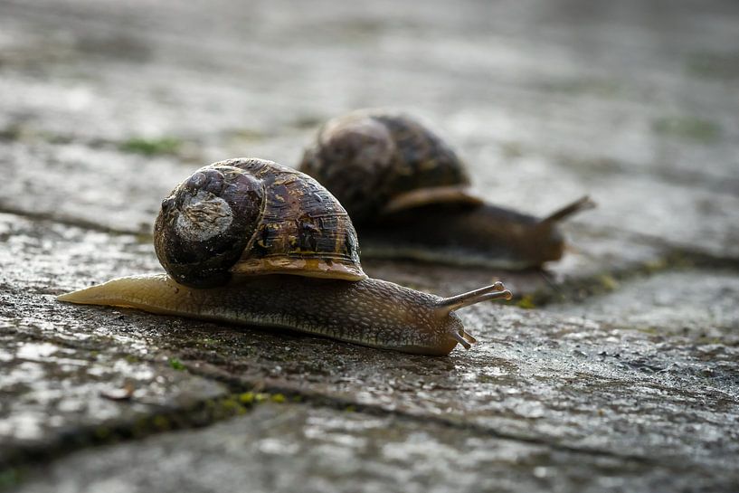 Slakken Race par Wouter Hollanders
