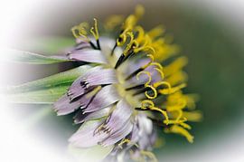 Fleur de salsifis von Martine Affre Eisenlohr