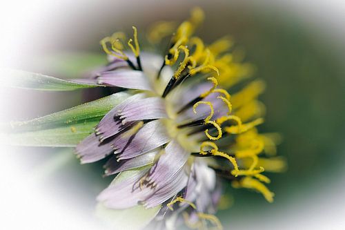 Fleur de salsifis