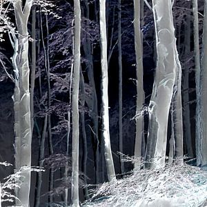 Mitternacht im Wald