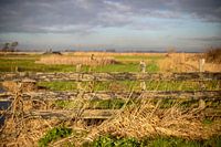 Clôture dans le Eilandspolder en hiver
