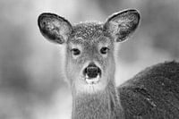 Black Nose