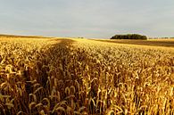Grain field with tree shade by Ralf Lehmann thumbnail