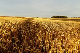 Grain field with tree shade by Ralf Lehmann