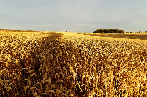 Grain field with tree shade