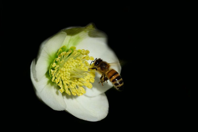 Bee and Christmas Rose by Ulrike Leone