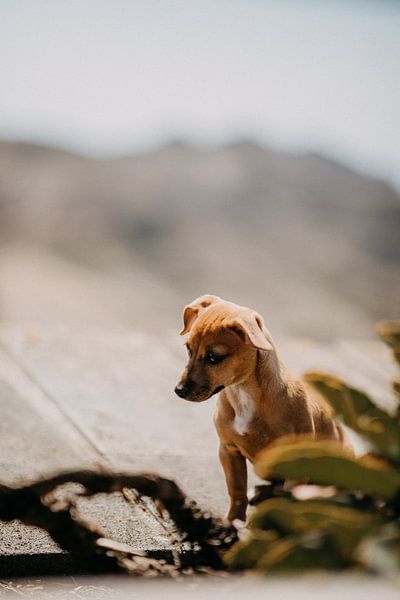 Zomerse foto van een hond in Tenerife, Spanje van Yvette Baur