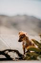 Zomerse foto van een hond in Tenerife, Spanje van Yvette Baur thumbnail