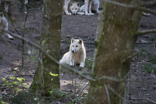 A pack of white wolves, keeping a close watch on their surroundings in the forest.