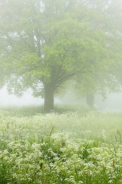 Misty spring morning in the Mortelen with many flowering Cowslips. by Jos Pannekoek