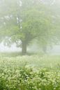 Misty spring morning in the Mortelen with many flowering Cowslips. by Jos Pannekoek thumbnail