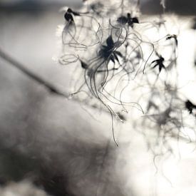 Rustiek in grijstinten van Lis Zandbergen