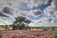 Brunsommerheide