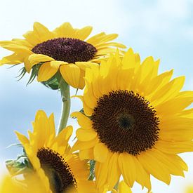 Sunflower van Gayan Virajith