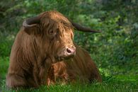 Schotse hooglander rustend in het gras van John van de Gazelle fotografie thumbnail
