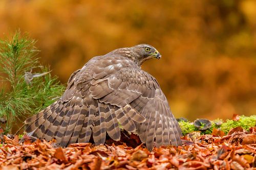 Autour des palombes en automne