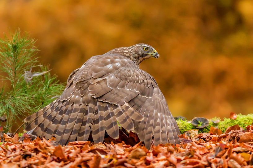 Habicht im Herbst von Andy Luberti