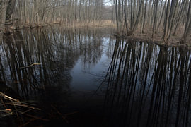 Silent Reflections by Fedar Shaplyka