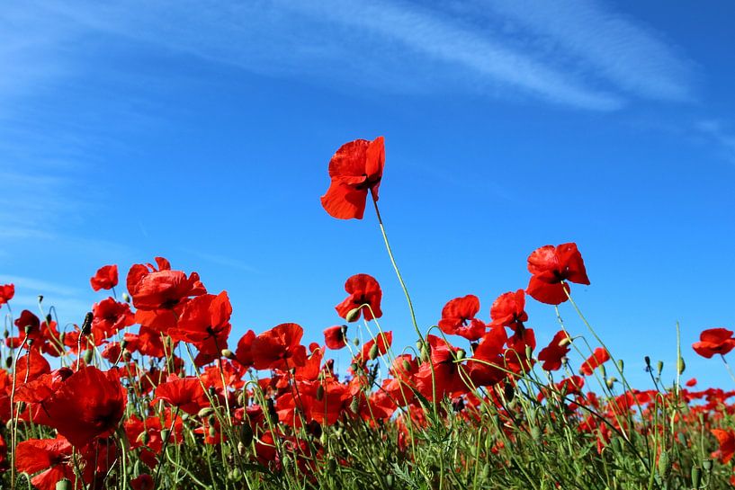 Sommerfeld by Ostsee Bilder