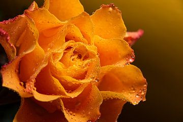 Gelb-orangefarbene Rose mit Wassertropfen von Marjolijn van den Berg