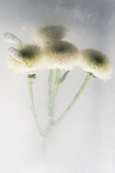 Weiße Chrysantheme in Eis 2 von Marc Heiligenstein